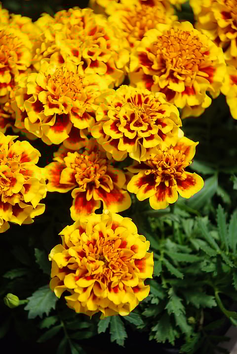 Marigold flowers
