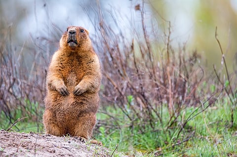 The himalayan marmot