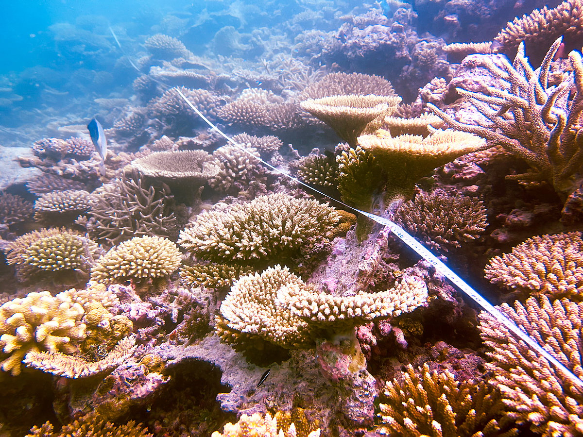 The coral reefs of the Maldives