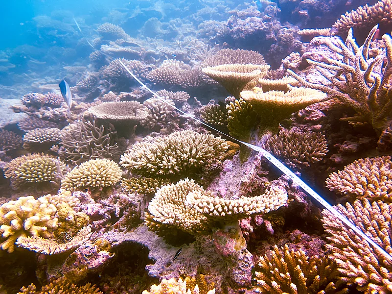 The coral reefs of the Maldives