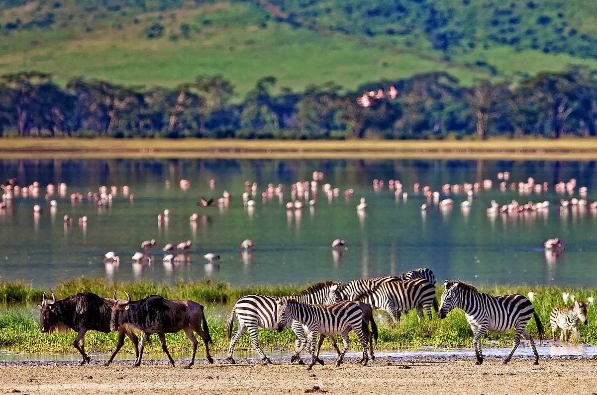 Wildlife in Tanzania