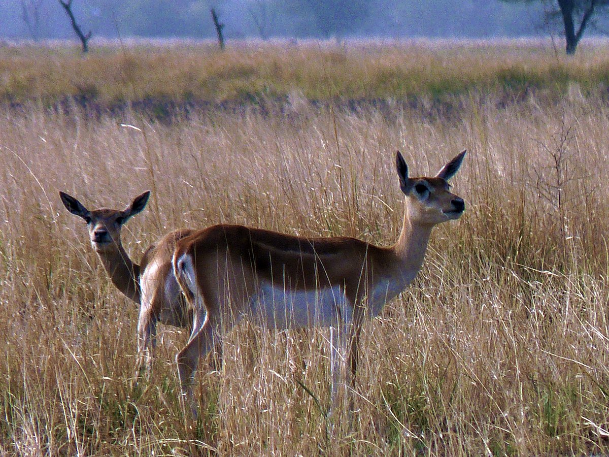 Blackbucks at the sanctuary