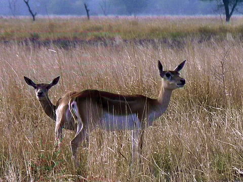 Blackbucks at the sanctuary