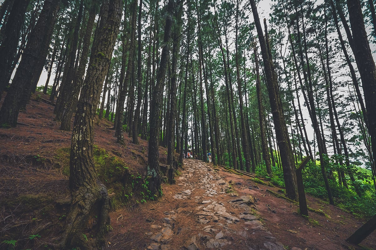 Pine trees in Pine hill