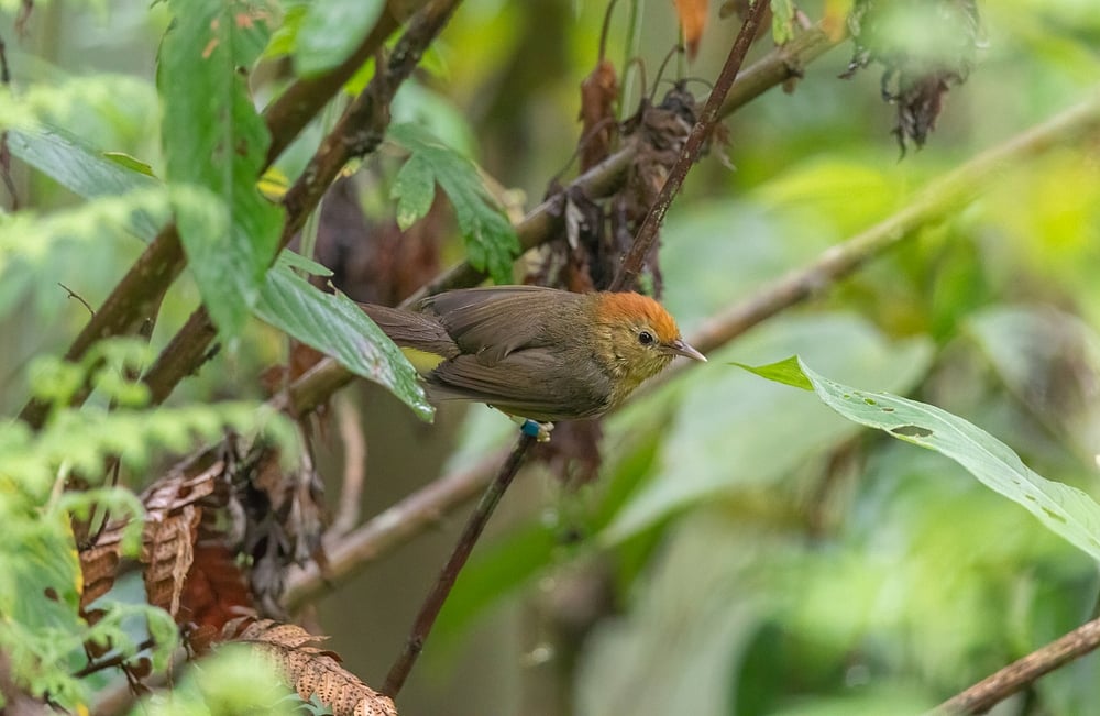 Rufous-capped Babbler (Cyanoderma ruficeps) at Eagles Nest Wildlife Sanctuary