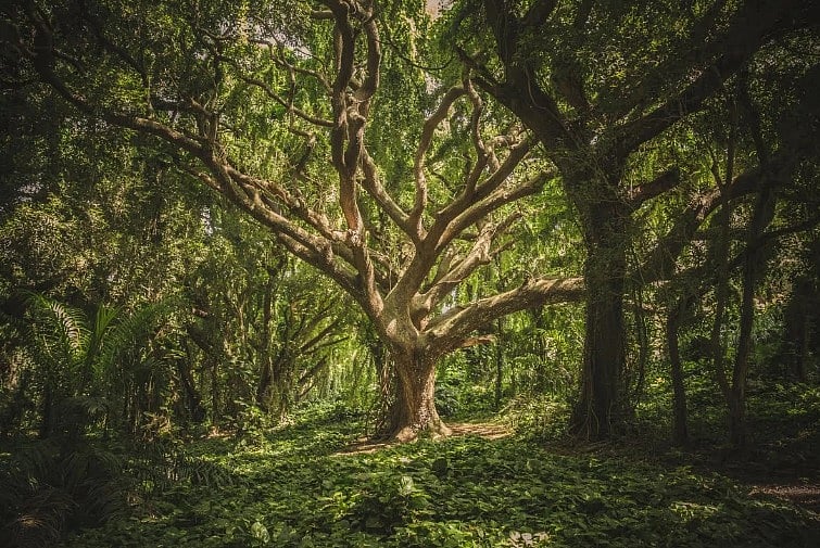 An ancient tree in the Mawphlang Sacred Forest