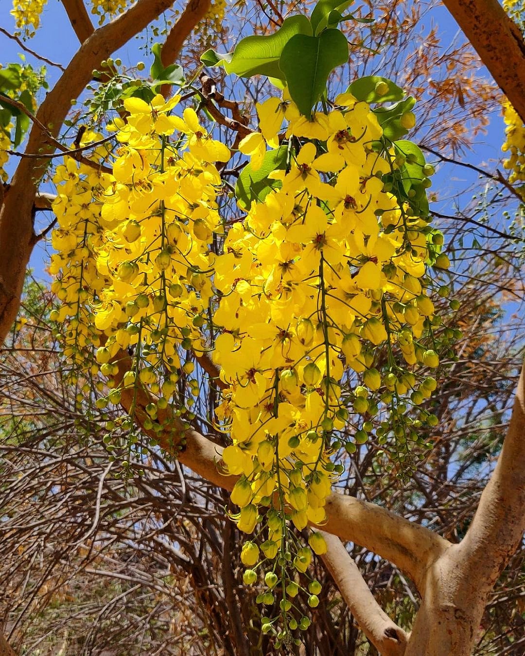 Amaltas in bloom