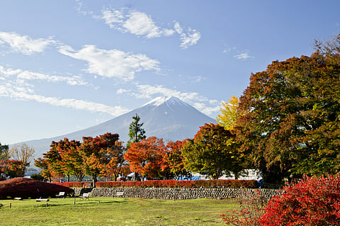 Vibrant autumn hues against the backdrop of Mount Fuji