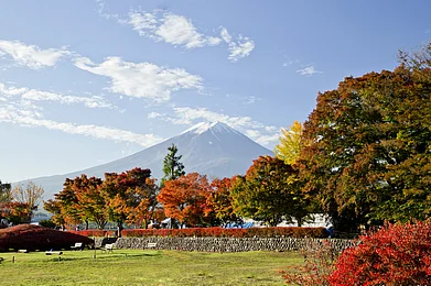 en.kawaguchiko.net/website : Vibrant autumn hues against the backdrop of Mount Fuji