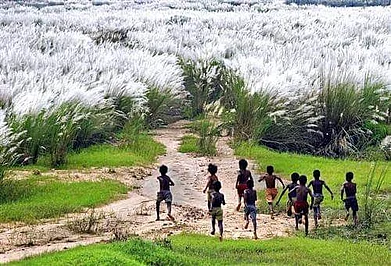 Tourism Department, Government of West Bengal/Facebook : A field of kaash phool in Bengal