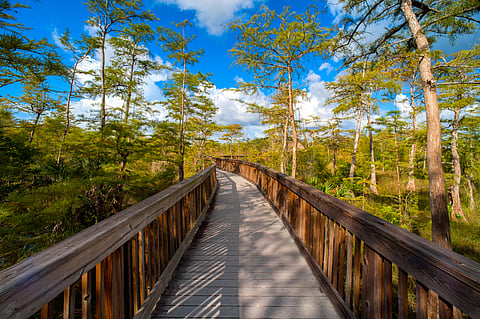 Wooden bridge in a forest, Kirby Storter Roadside Park, Collier County