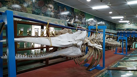 The marine museum displays a variety of marine-related artefacts