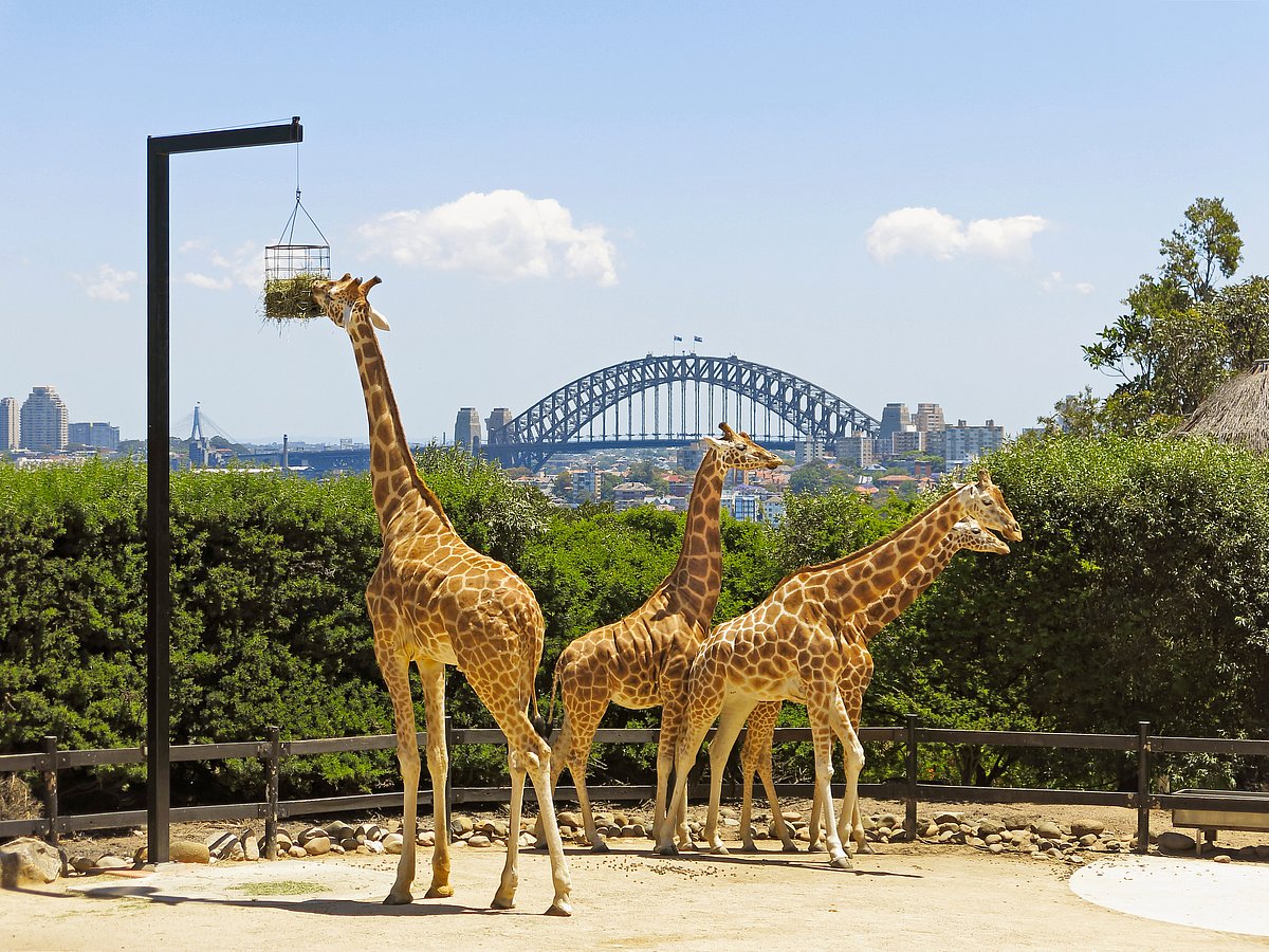 Giraffes in Taronga Zoo in Sydney