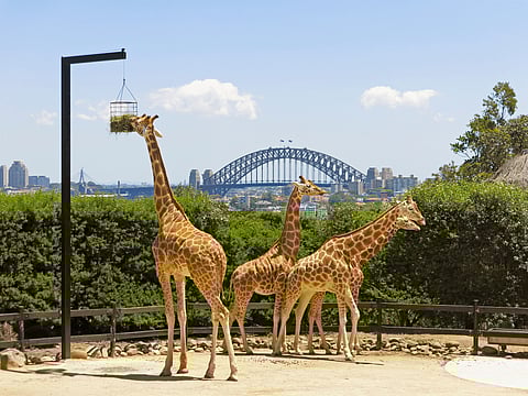 Giraffes in Taronga Zoo in Sydney