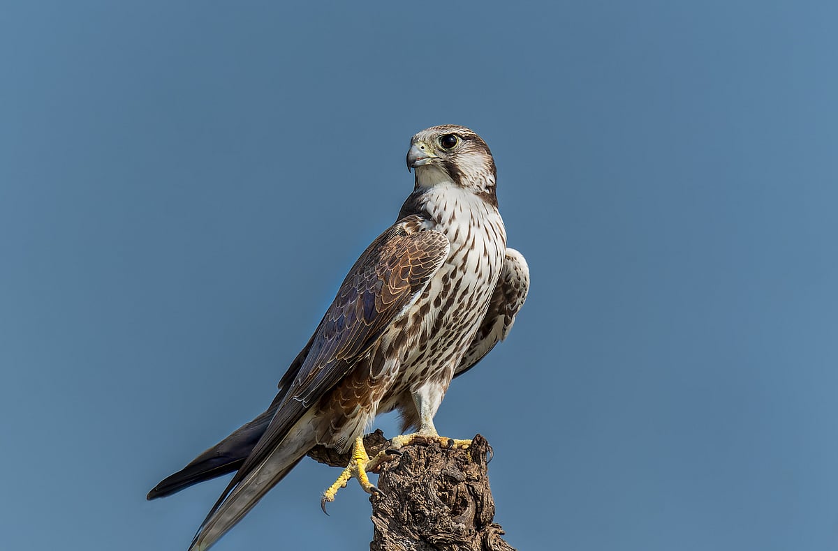 A Laggar Falcon at Tal Chhapar