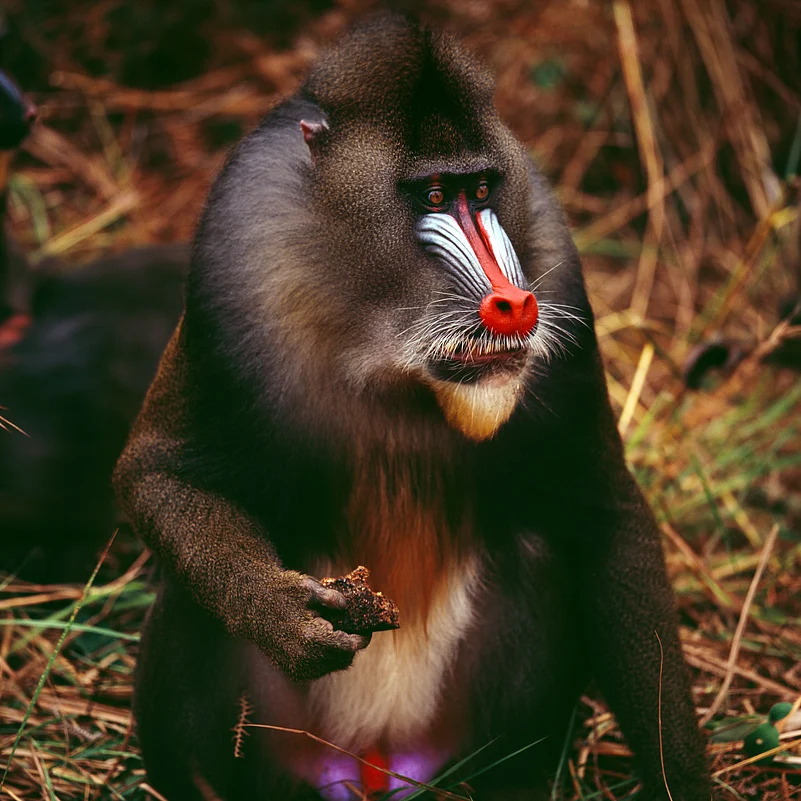 Mandrill in Gabon