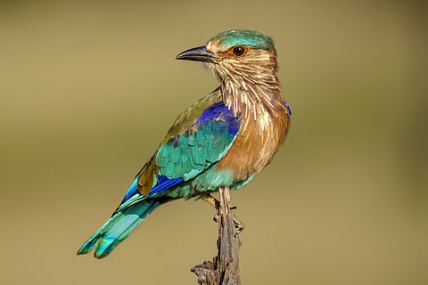 An Indian Roller (representational image)