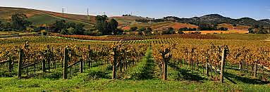 Vineyards in Napa Valley