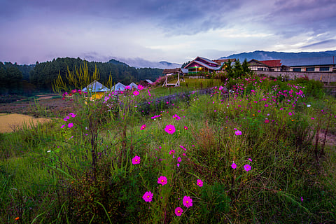 Ziro