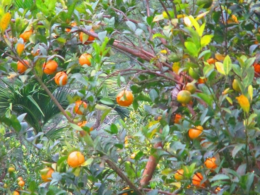 Oranges at Jampui