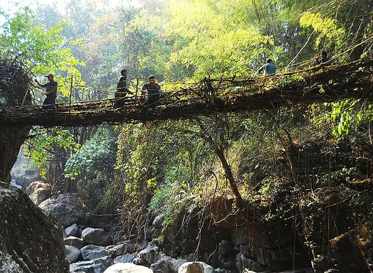 A living root bridge near Kongthong village in Meghalaya - WikimediaCommons