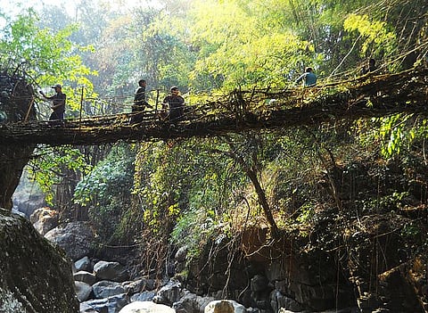 A living root bridge near Kongthong