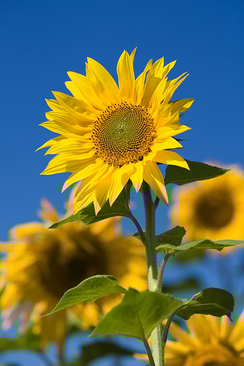 sunflowers