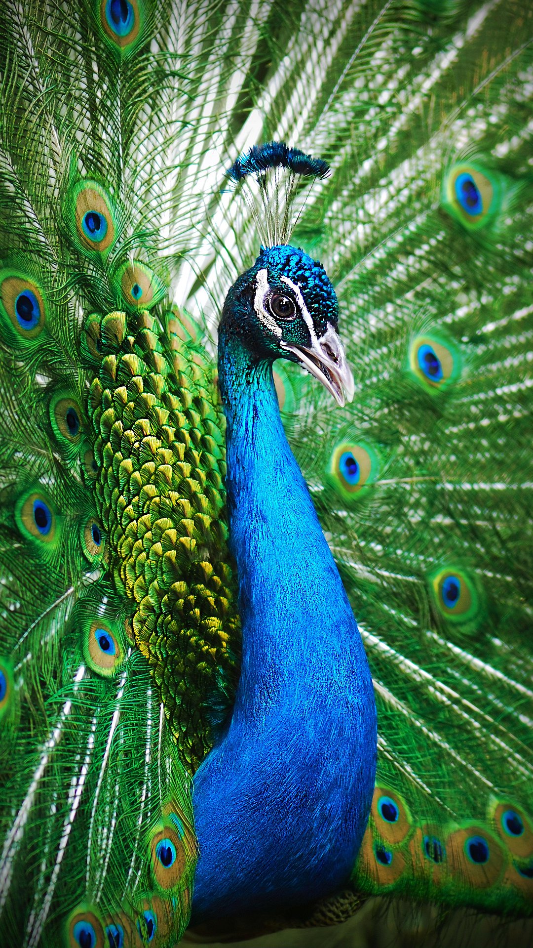 Peacock