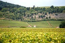 Burgundy, Frances wine-producing region