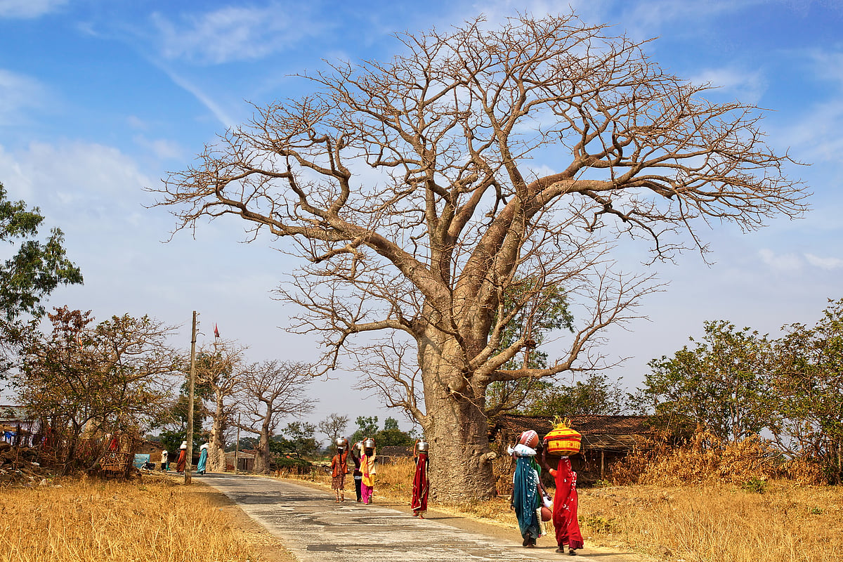 Women walking by an old Baobab tree