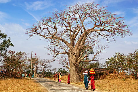 Women walking by an old Baobab tree