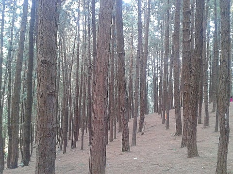 The pine forest in Vagamon