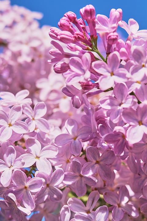 Lilacs in bloom