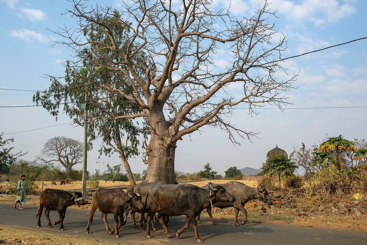 A baobab tree in the town of Mandu