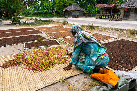 African Women Spreading Clove to dry on the thatched mat at Pemba island, Zanzibar