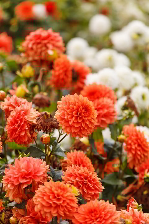 Dahlias in a garden