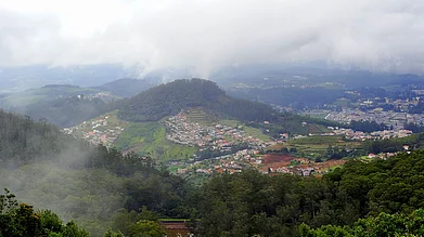 Wikimedia Commons : With its picturesque tea plantations, Ooty offers a plethora of tea options to satisfy even the most discerning tea lovers