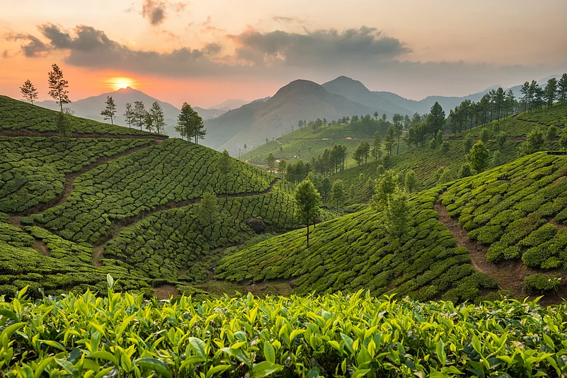 Tea plantations in Munnar