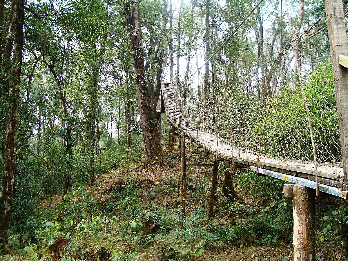 The canopy walk in Loleygaon