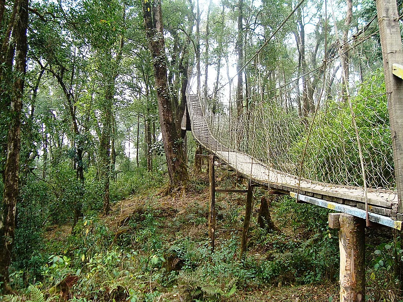 The canopy walk in Loleygaon