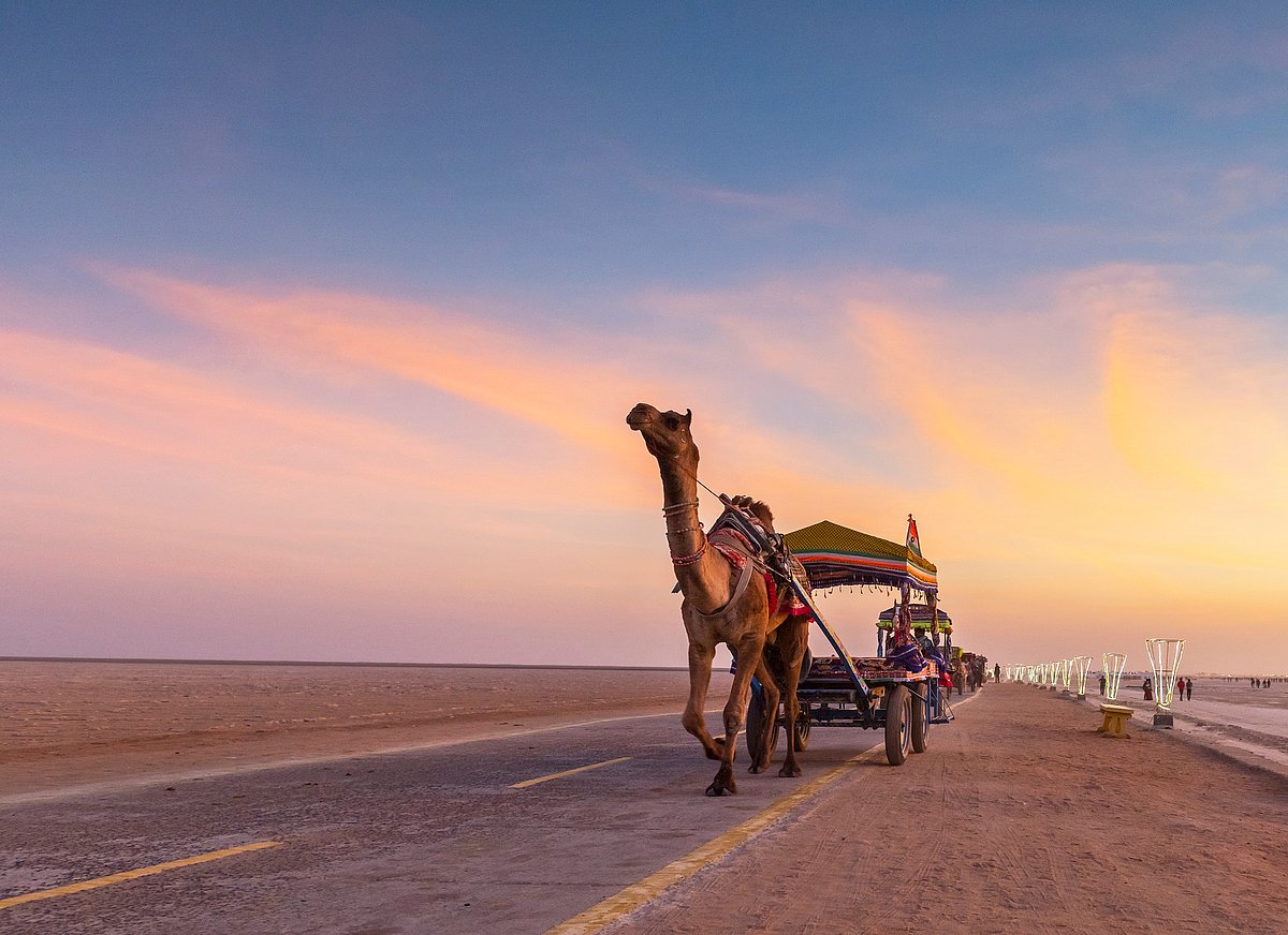 Shutterstock : Camel cart 