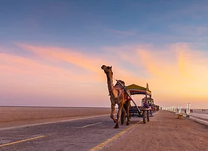 Shutterstock : Camel cart