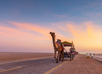 Shutterstock : Camel cart
