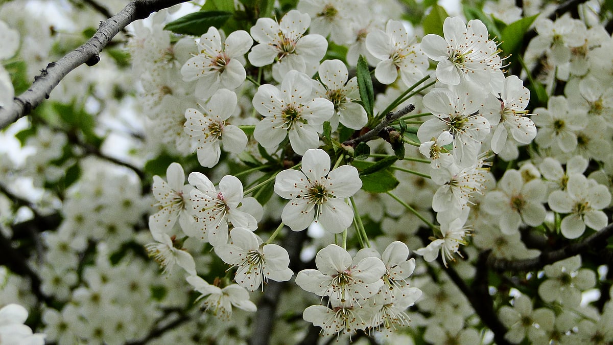 Cherry blossom in Kashmir