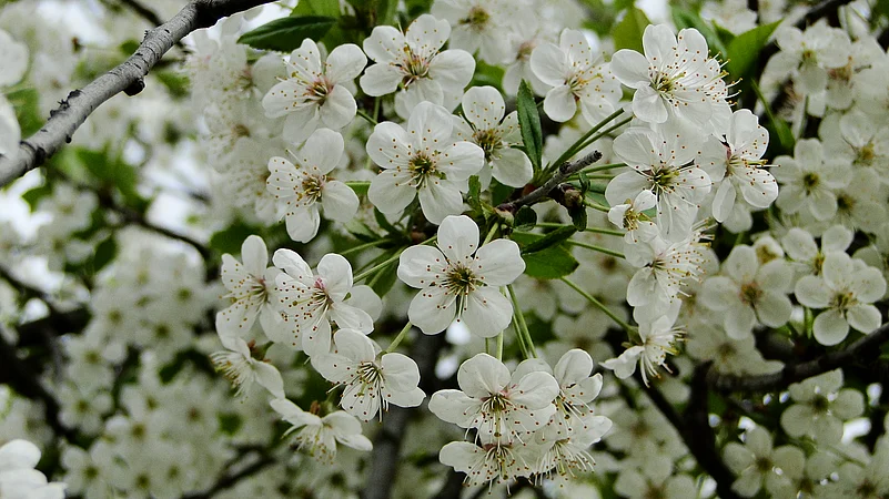 Cherry blossom in Kashmir