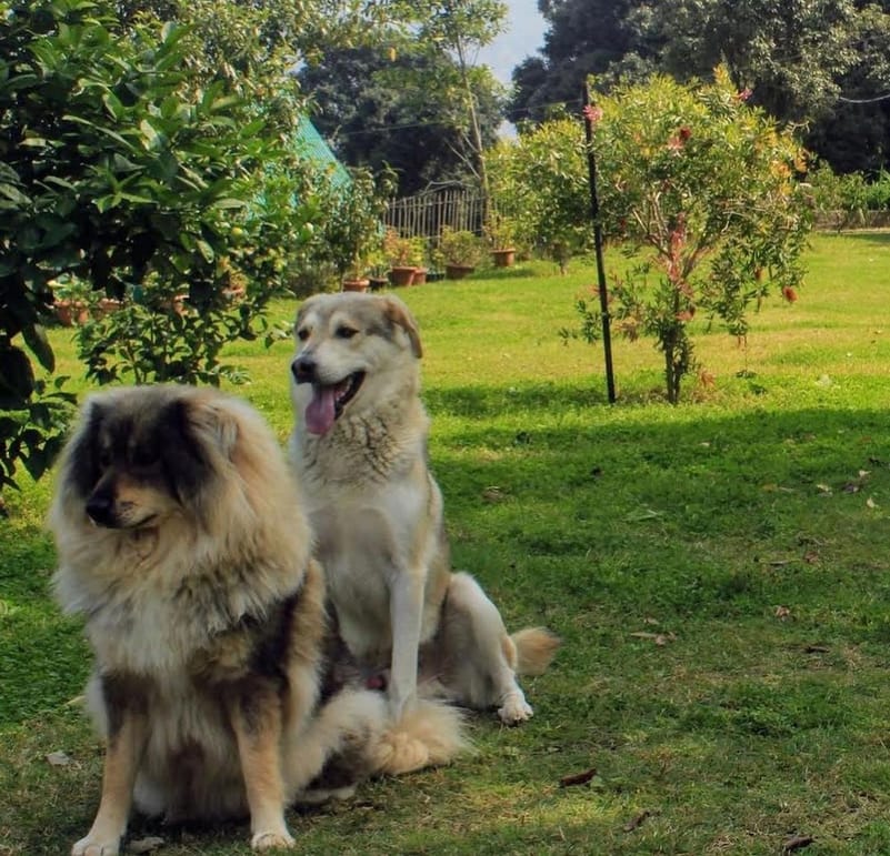 A paw-some winter getaway for your fur buddies