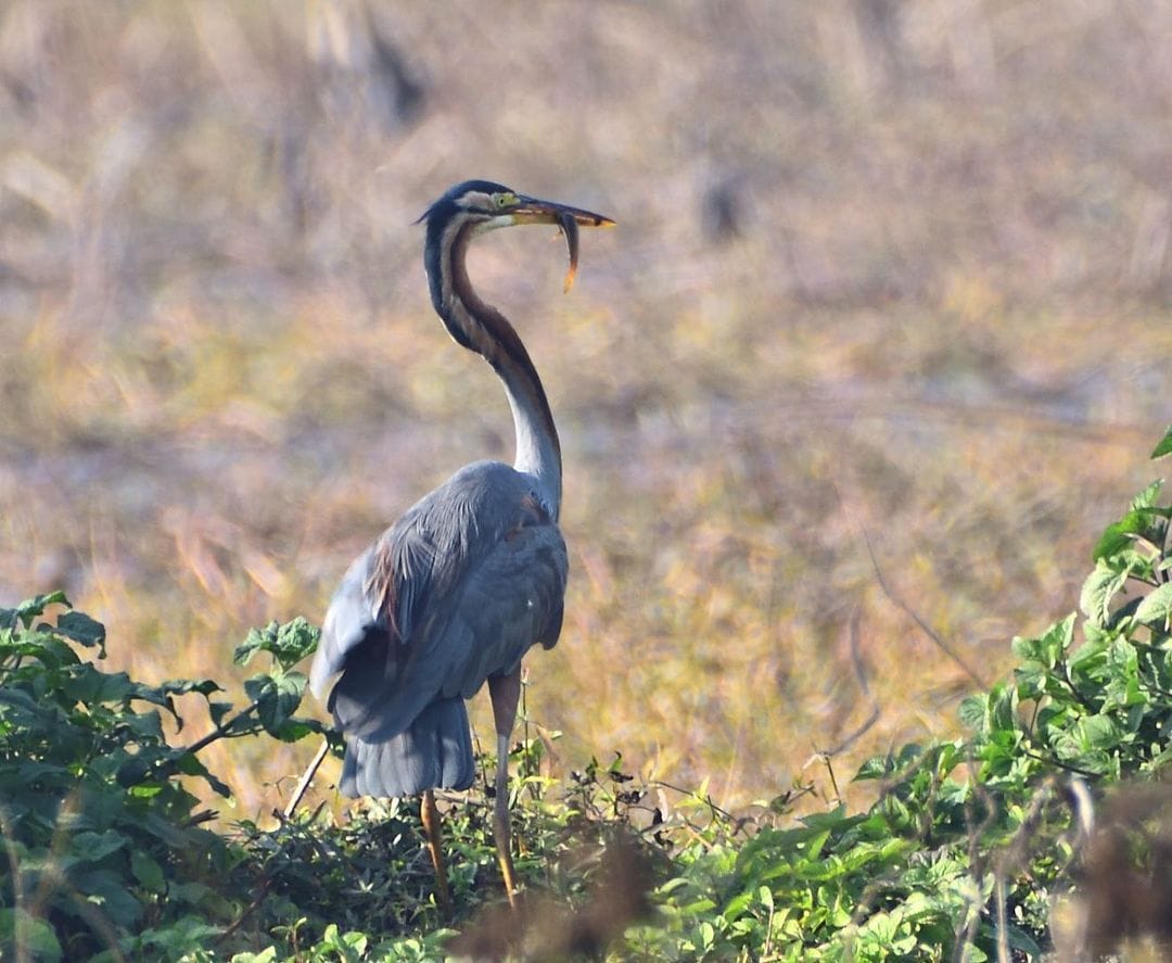Fauna around the place