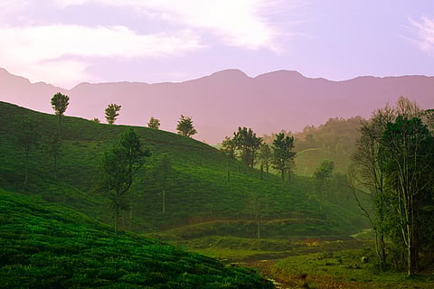 Wayanad at dawn