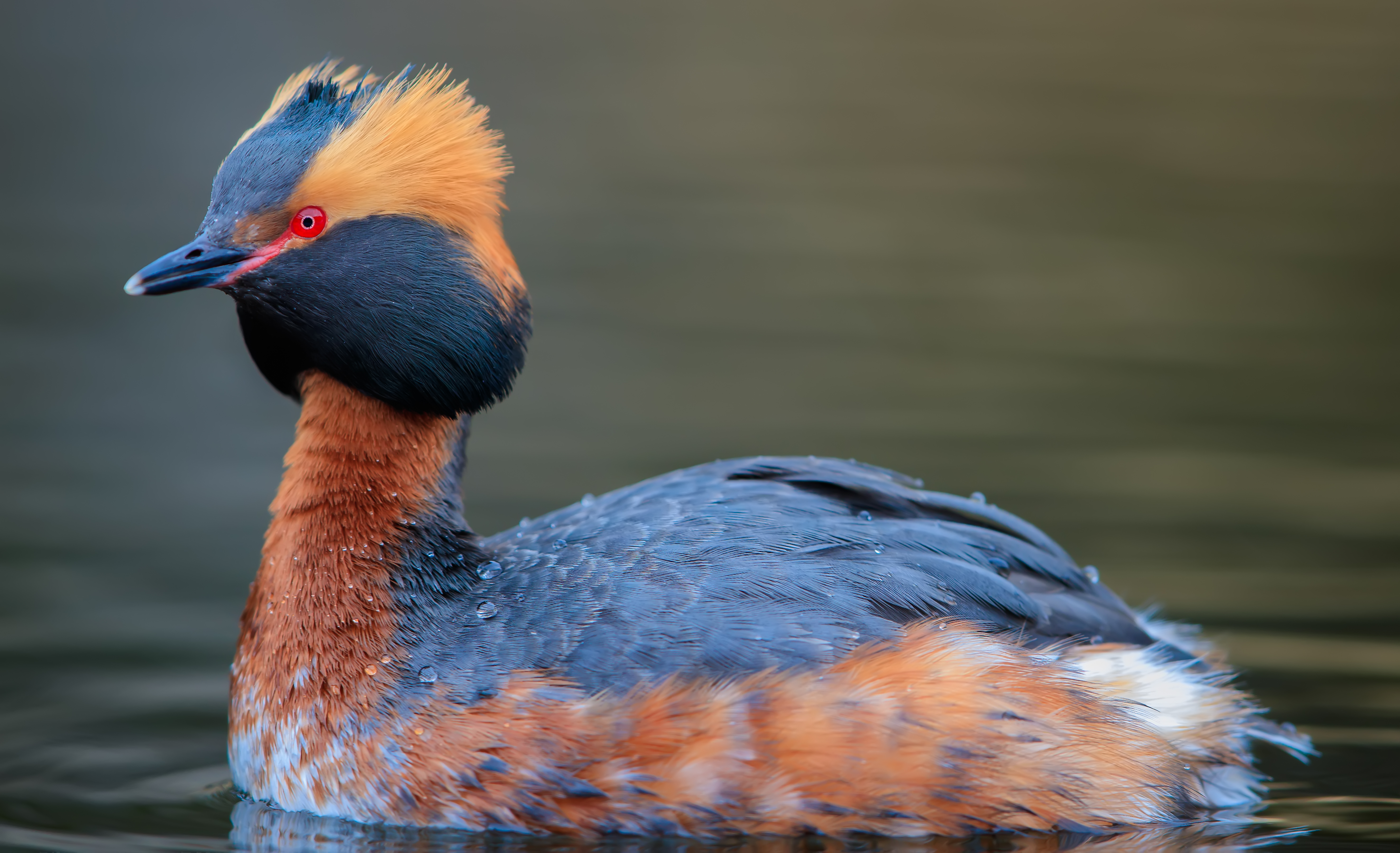 Horned grebe