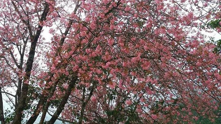 Cherry Blossom in Nagaland
